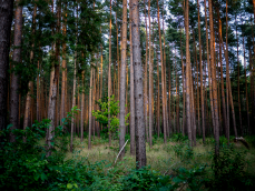 abends im Wald 01.png