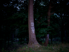 abends im Wald 06.png