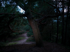 abends im Wald 08.png